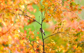 autumn, wallpaper, tree