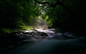 forest, river, nature, light