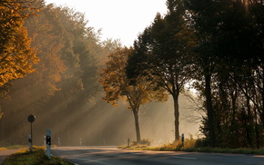 road, trees, autumn, light
