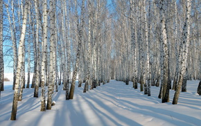 snow, winter