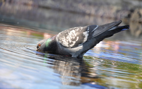 animals, water