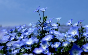 wallpaper, flowers