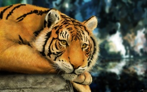 animals, tiger