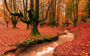 river, forest, autumn
