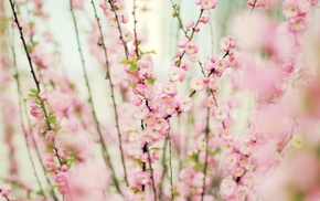 pink, flowers