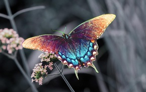 butterfly, flower, macro