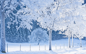 forest, winter, snow