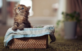 basket, animals, kitten
