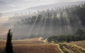 nature, Sun, forest