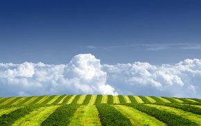 sky, grass, nature