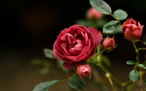 flowers, petals