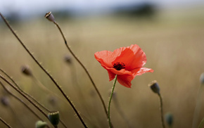 flowers, summer, macro, red, field