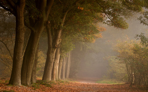 road, nature, autumn, foliage, forest