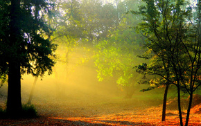 forest, nature, trees
