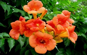 petals, flowers
