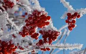 snow, twigs, macro, berries
