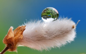 nature, macro