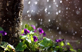 nature, rain, flowers