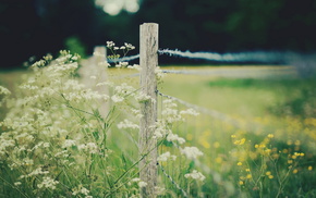 nature, field, fence, macro