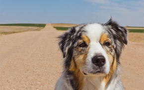 background, animals, sky, dog, road