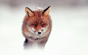 snow, animals, fox, winter