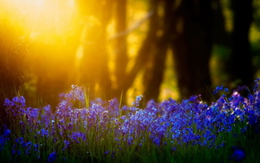 light, flowers, nature