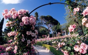 nature, park