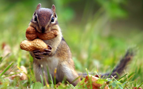 animals, grass