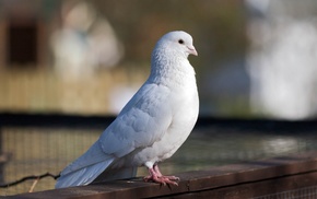 animals, bird, white