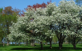 landscape, spring