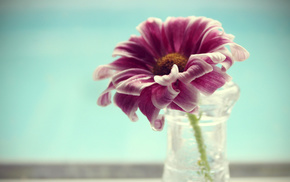 flower, vase, water, petals, macro