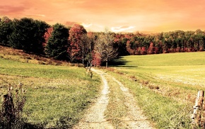 trees, grass, autumn