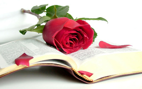 book, rose, stunner