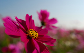 pink, flowers, flower