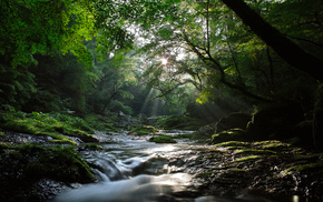 forest, light, nature, river