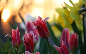 flowers, motion blur, bokeh, nature, tulips