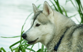 dog, animals, background