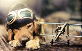 fly, dog, airplane, glasses, animals
