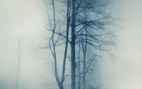 trees, mist, nature