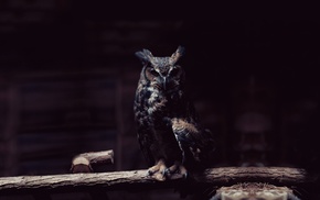 owl, birds, dark