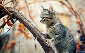 tree, animals, cat, sitting