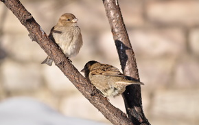 Sun, spring, animals