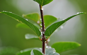 macro, drops, rain, greenery, branch