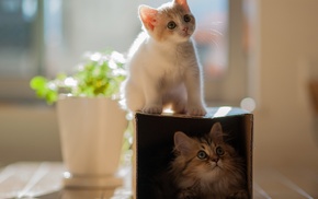 animals, kitten, couple