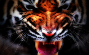 tiger, stunner