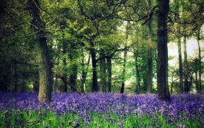 forest, flowers, nature, trees