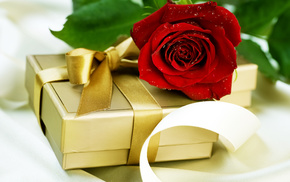 box, rose, drops, gift