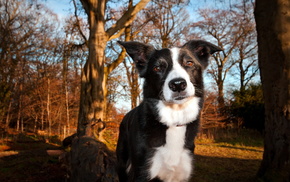 dog, animals, park