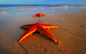 beach, sea, stars, macro