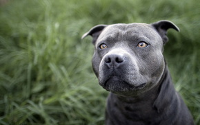 animals, dog, field